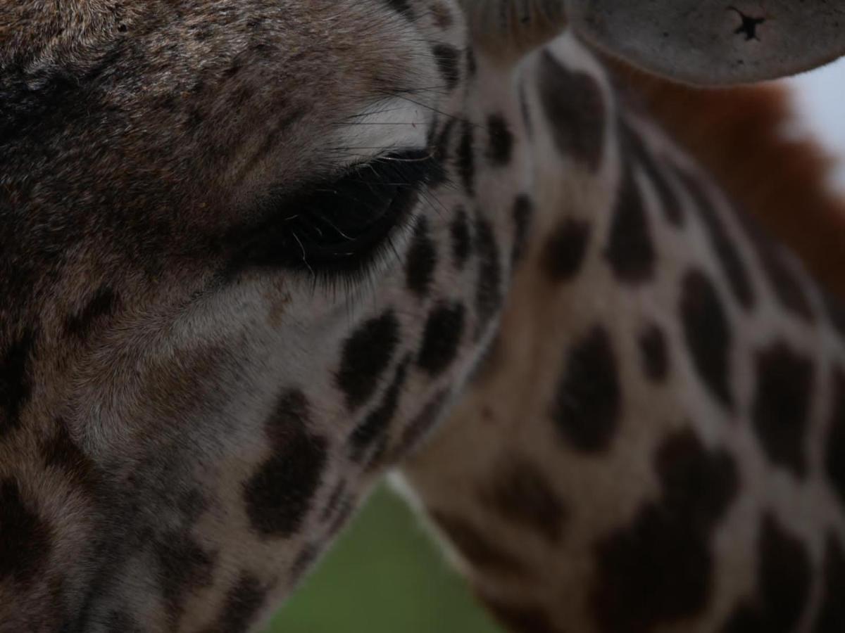 Oldonyo Orok Lodge Kajiado Bagian luar foto